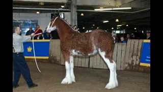 Ontario Clydesdales [upl. by Ecirtel706]