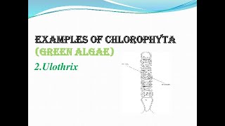 CLASS11 CHAPTER3 PART6 PLANT KINGDOMEXAMPLES OF CHLOROPHYTAUlothrix [upl. by Yeldoow654]