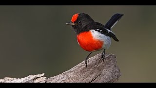 The Robbin Bird video from Secrets of Nature [upl. by Nuahsyt928]