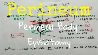 Perineum Anatomy  Part 5  Perineal Body Episiotomy Diagram  The Charsi of Medical Literature [upl. by Beckett]