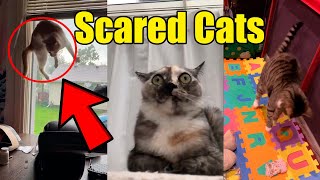 Best Scared Cats Compilation 2021 🙀😹 Reaction [upl. by Ahcmis]