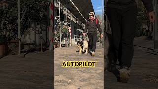 Il GUINZAGLIO AUTOMATICOdogtrainer addestramentocani bordercollie dogtraining [upl. by Auhs47]