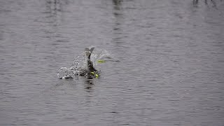 La pesca del pejerrey  Piques saltos y peleas de grandes pejerreyes a flote [upl. by Jonna4]