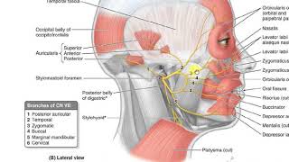 Orbicularis oculi 2 [upl. by Yardley]