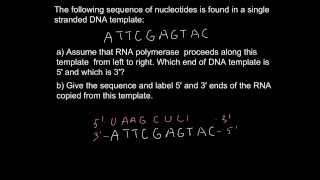 How to define 5 and 3 end of DNA or RNA [upl. by Ytsim]