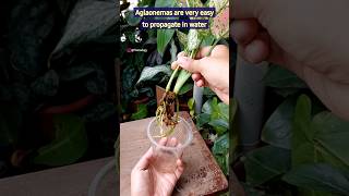 Propagate Aglaonema in Water  Aglaonema Plant Care [upl. by Fullerton]