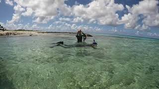 Bonaire Snorkeling off shore [upl. by Blader]