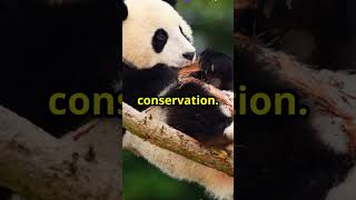 Adorable Giant Panda Moments Cuteness Overload like comment share [upl. by Adi278]