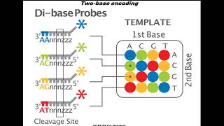 Sequencing by oligonucleotides ligation and detection SOLiD [upl. by Ireva243]