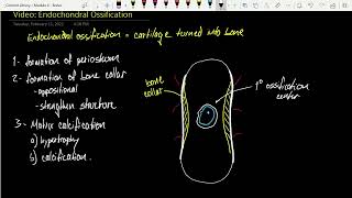 Bio 265 Endochondral Ossification [upl. by Tunnell]