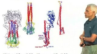 Hemagglutinin conformational changes  Stephen Harrison HarvardHHMI [upl. by Angadresma]