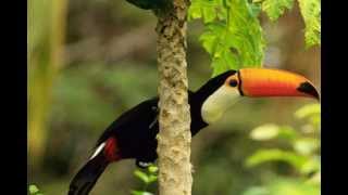 Sounds of Nature Amazon Rainforest [upl. by Crutcher]