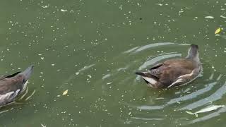 Juvenile Moorhens In Great Britain [upl. by Fryd]