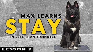 Teach Your Puppy STAY in 5 Minutes  Puppy Training [upl. by Entruoc745]