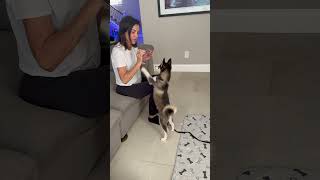 Theo Pomsky a frisky puppy that shows phenomenal control when given instruction dog shorts [upl. by Aneel291]