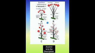 Inflorescence of Mustard  Morphology of Flowering Plants Class 11 NCERT  KVS PGT BIOLOGY [upl. by Ling21]