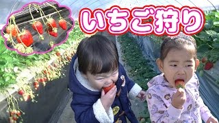 【おでかけ】いちご狩り に行きました イチゴ狩り 農園 ★ Kids Strawberry Picking at the Farm [upl. by Nalliuq]