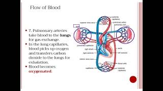 all about the heart for neet exam [upl. by Ripleigh]