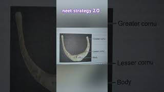 Hyoid bone diagram with naming shortshyoid bone 3d view diagramhyoid bone ytshortsmedical exams [upl. by Harpp]