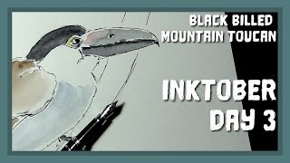 Inktober 2018 Day 3  Endangered Species The Black Billed Mountain Toucan [upl. by Elag]