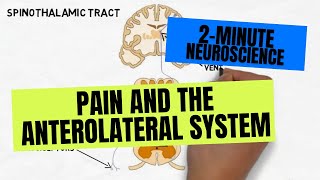 2Minute Neuroscience Pain and the Anterolateral System [upl. by Tarah376]