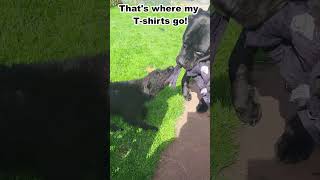 Cane Corso vs Patterdale terrier Tug of War  Funny Video shorts [upl. by Avilla]