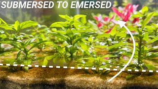 How to Convert Submersed Aquarium Plants to Emersed Growth [upl. by Nets]