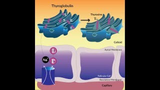 Thyroid Hormone Synthesis [upl. by Ramalahs]