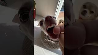 The Kuchi Kuchi chihuahua vs bulldog 🐶 mreviatar nikiozeri angrychihuahua chiuahua [upl. by Dweck157]