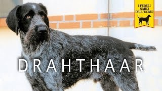 DRAHTHAAR trailer documentario [upl. by Toshiko]