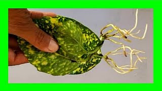 Croton Plant Propagation From Leaf in Water How to Grow Croton From Leaf [upl. by Mulloy266]