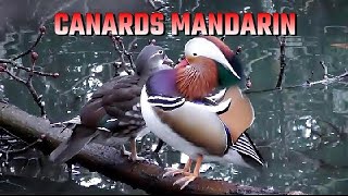 CANARD MANDARIN  Aix galericulata [upl. by Kaete]