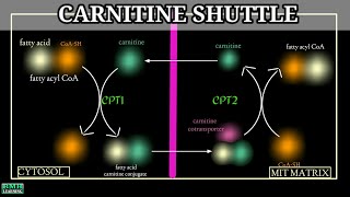 Carnitine Carrier System  Carnitine Shuttle  Beta Oxidation [upl. by Lihcox251]