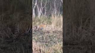 Searching In Grassland  viralvideos shortvideos netgeowild junglesafari pilibhit wildlife [upl. by Kaazi]