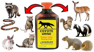 How To Use PREDATOR URINE To Get Rid of PESTS FAST  Squirrels Raccoons Skunks Cats Mice amp Rats [upl. by Trinidad]