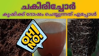 കൃഷിക്ക് ഗുണകരമായ രീതിയിൽ ചകിരിചോറ് എങ്ങനെ തയ്യാറാക്കാംMake cocopet in a useful way for cultivation [upl. by Lachus]