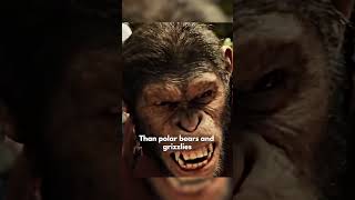 The Dark Truth About Chimpanzees They Are Not Cute chimpanzees [upl. by Oatis329]