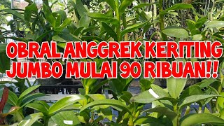 obral anggrek jumbo murah meriah no admin 085782741417 🙏🥰 [upl. by Hannibal]