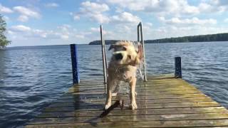 Dog shakes water off its fur  Slo Mo HD [upl. by Ellezig599]