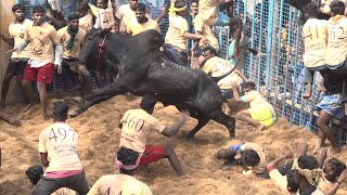 Kirungakottai Jallikattu 2022 Best Maatu Videos  கிருங்காகோட்டை ஜல்லிக்கட்டு 2022 Videos [upl. by Cybil]