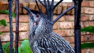 RED WATTLEBIRD CALLS 720P [upl. by Yenitsed]