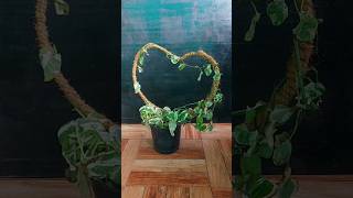 Njoy Pothos Revival 40 Days of Cutting Propagation Success [upl. by Menendez]