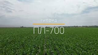 Зерновой гибрид ПЛ700 pl700 greenlifeseed agrohorizon [upl. by Eizzik]