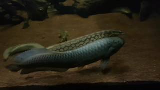 Feeding Ancient Fish Lungfish Gar African Arowana amp Bichirs [upl. by Ganiats]