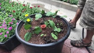 Using Olla Pots in the Garden at the Urban Homestead [upl. by Meredithe171]