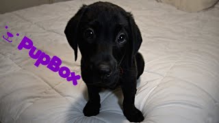 Labrador Puppies First PupBox [upl. by Watters]