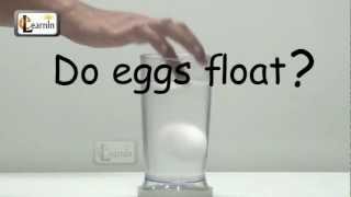 Eggs floating in salt water  Science Experiment for School Kids [upl. by Jarrid39]