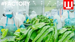 How Natural Cosmetics Is Made  Organic Cosmetic Factory Tour [upl. by Ming]