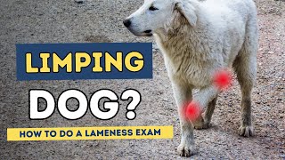 Lame Dog How To Do A Lameness Exam [upl. by Annaihr]