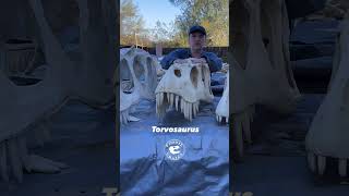 Unleashing The Giants Of Morrison Saurophaganax vs Torvosaurus vs Allosaurus Skull Comparison [upl. by Htebasil433]